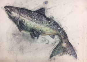 Drawing of a wild Atlantic Salmon